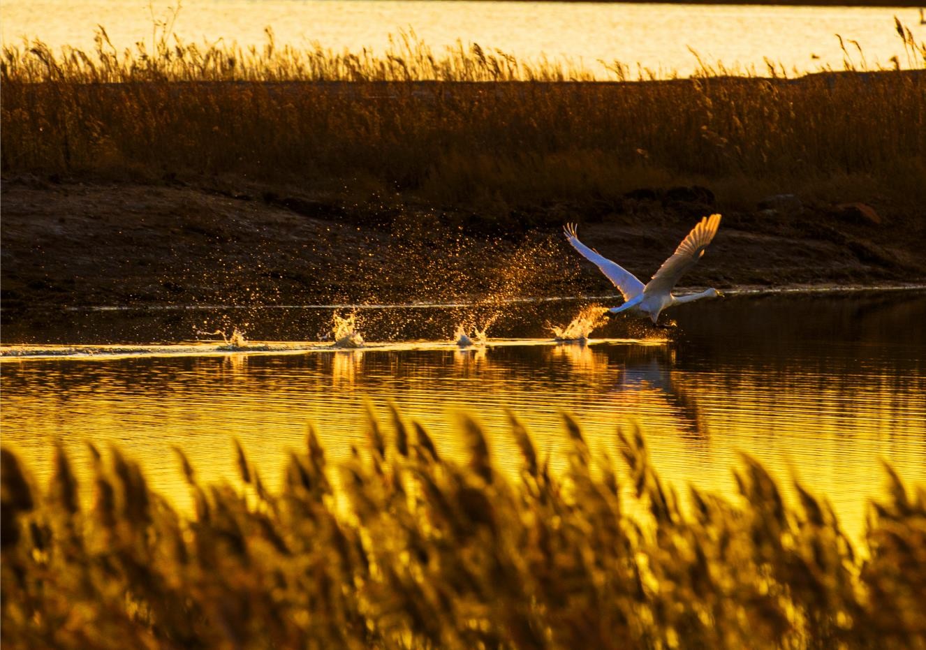 桑干河上仙客來(lái)